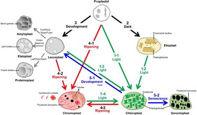 Diversity of Plastid Types and Their Interconversions
